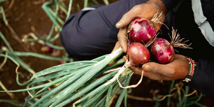 Profile Of Peter Njonjo Co-Founder And Ceo Of Twiga Foods