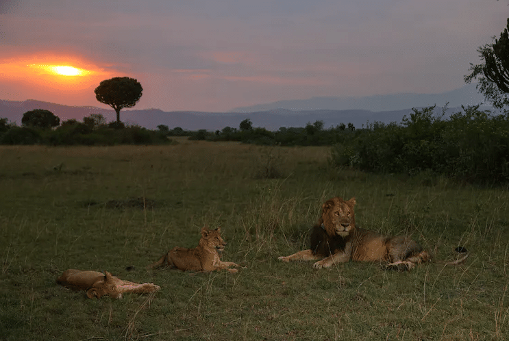 The Fast, Furious, And Brutally Short Life Of An African Male Lion