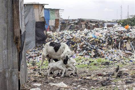 Nairobi Residents Contracting Diseases From Animals. 