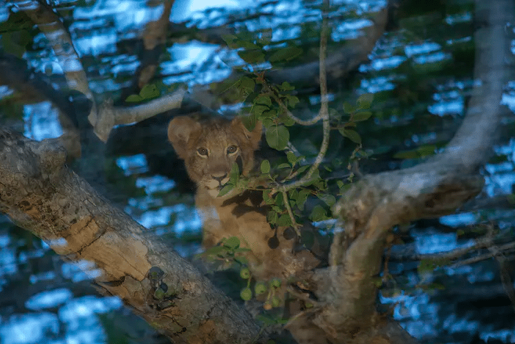 The Fast, Furious, And Brutally Short Life Of An African Male Lion