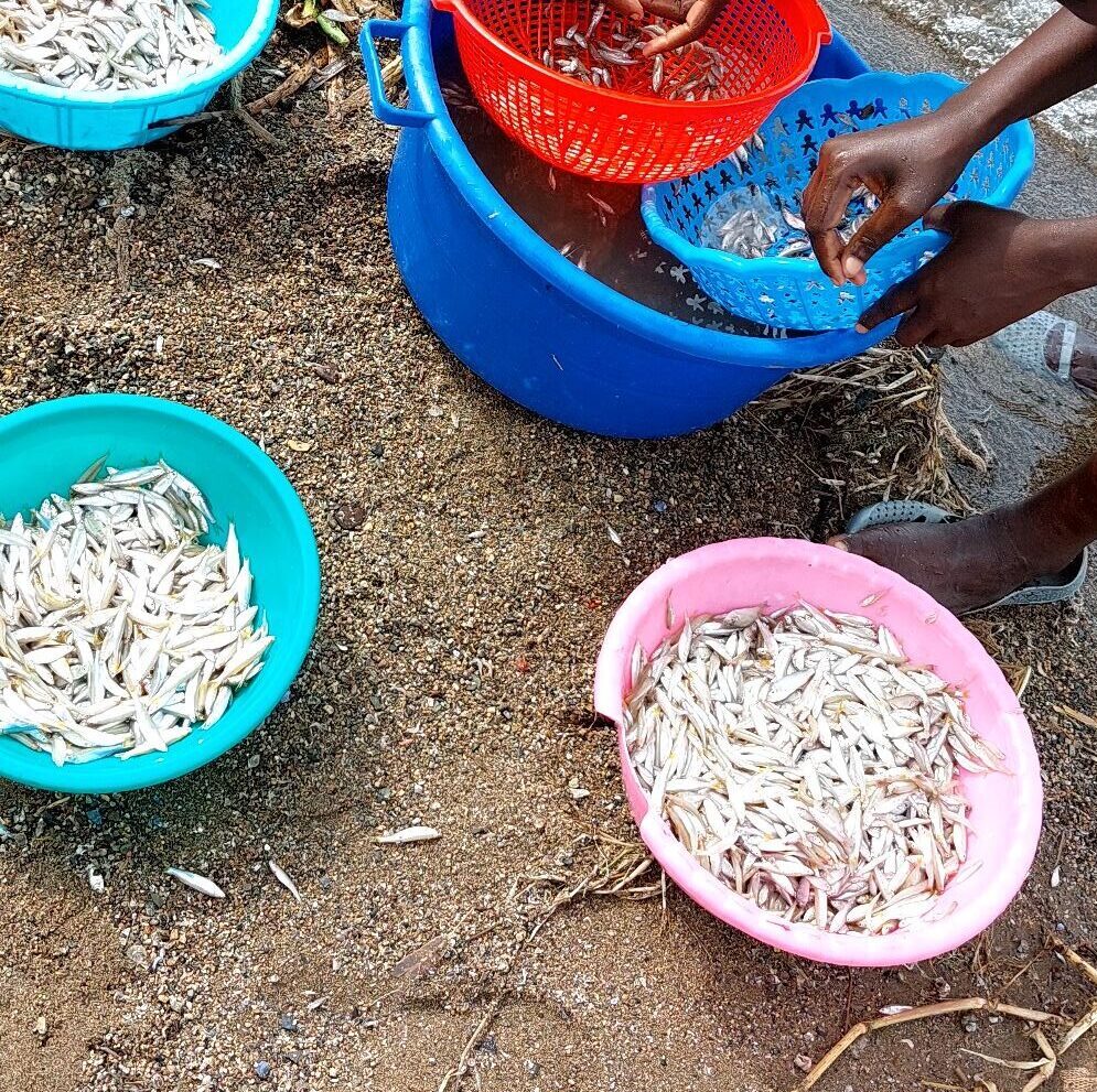 Boost For Kenya As China Agrees To Import More Omena 