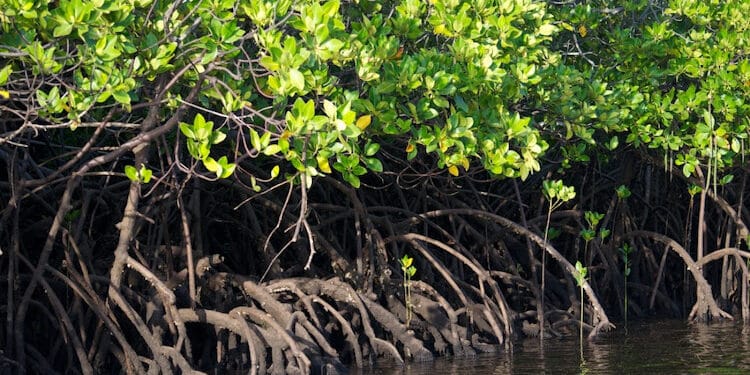 Adaptation Strategies To Curb Impacts Of Climate Change