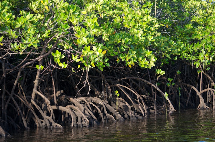 Adaptation Strategies To Curb Impacts Of Climate Change