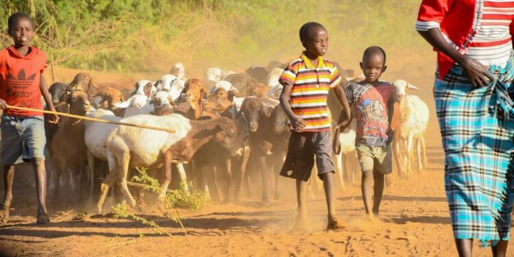 2 People Die In Narok After Eating Infected Meat 