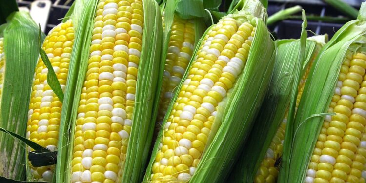 Gmo Maize