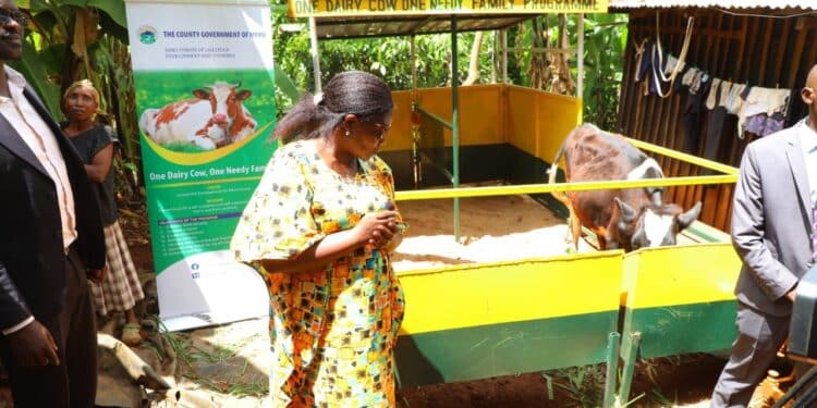 Meru Governor Kawira Mwangaza During The Donation Of A Cow To A Family In The County On October 18, 2023.