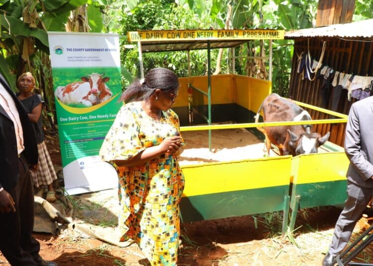 Meru Governor Kawira Mwangaza During The Donation Of A Cow To A Family In The County On October 18, 2023. 