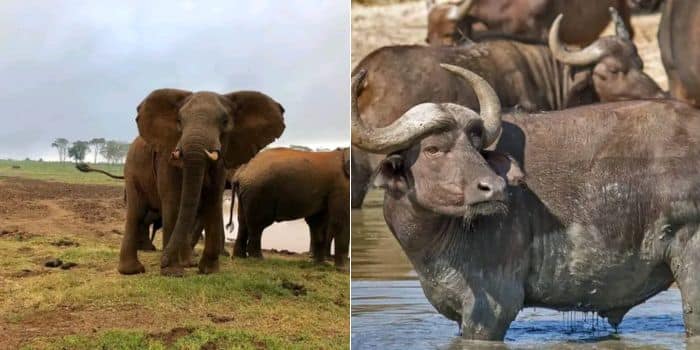 A Photo Collage Showing Elephants And Buffaloes At The Treetops Hotel In Nyeri County. 