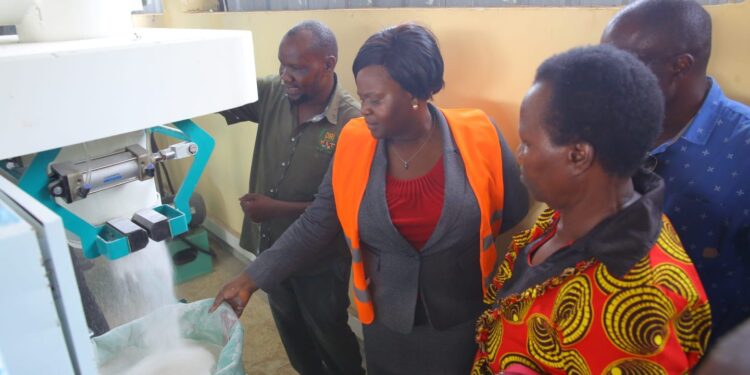 Raila Launched Poisonous Unga - Kebs Report