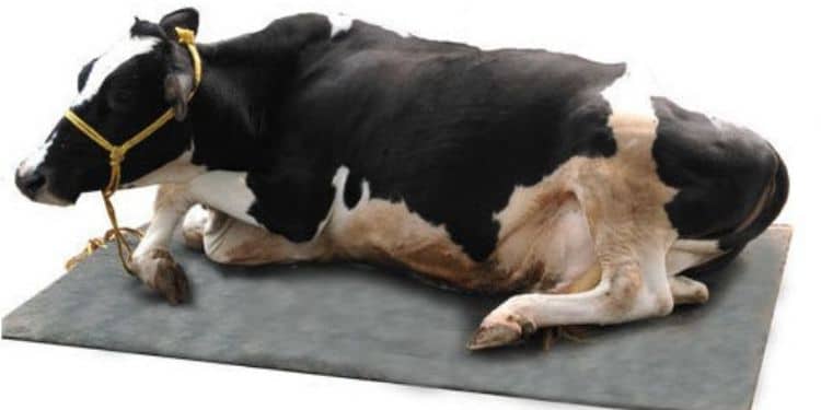 Why Farmers Are Spending Ksh.3000 On Cow Mattress