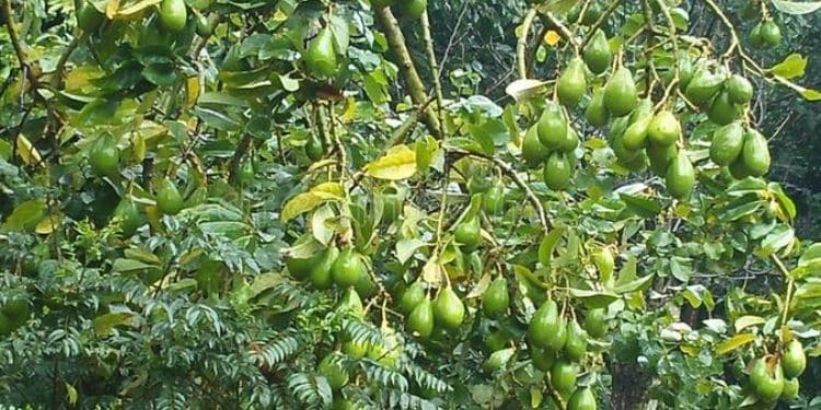 Kenya Issues Directive To All Avocado Traders 