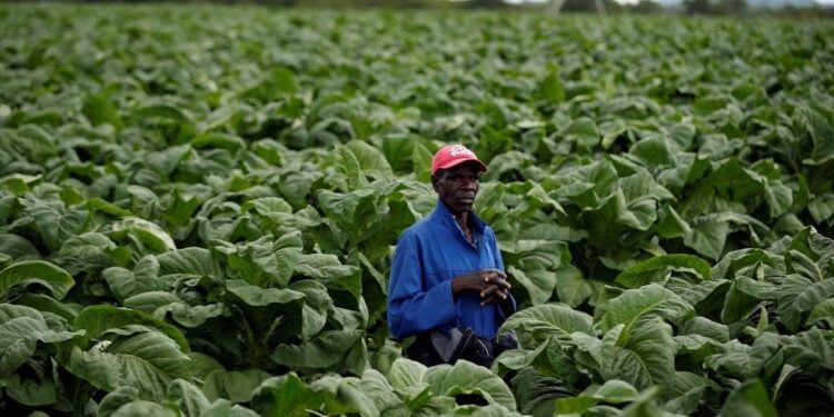 Smoking Taxes For Better Health And Development