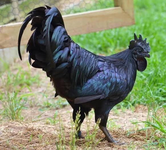 A Photo Of Ayam Cenami Cock.