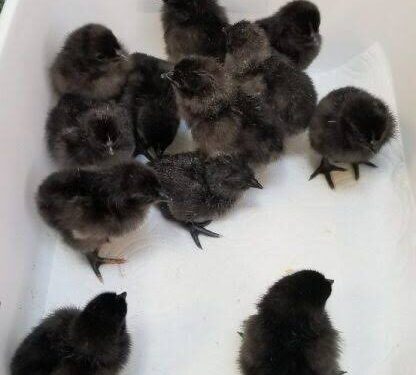 Ayam Cemani Chicks.