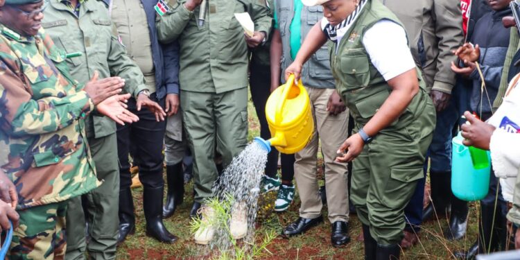 Restoring Kenya’s Green Heartbeat: The Need For Synergy Among Key Players In Reforestation Former Cs Susan Nakhumicha Watering A Tree. Photo/Moh.