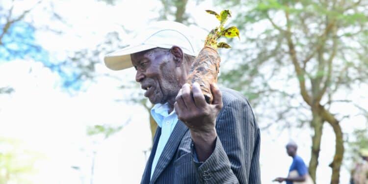 Tree Planting In Kenya Should Be A Regular Affair And Not A One Day Event