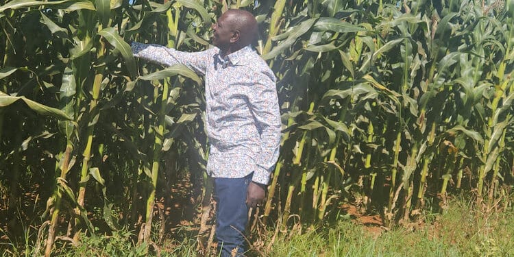 Ruto Allies Roasted For Using Supermarket Unga Offer To Praise Kenya Kwanza