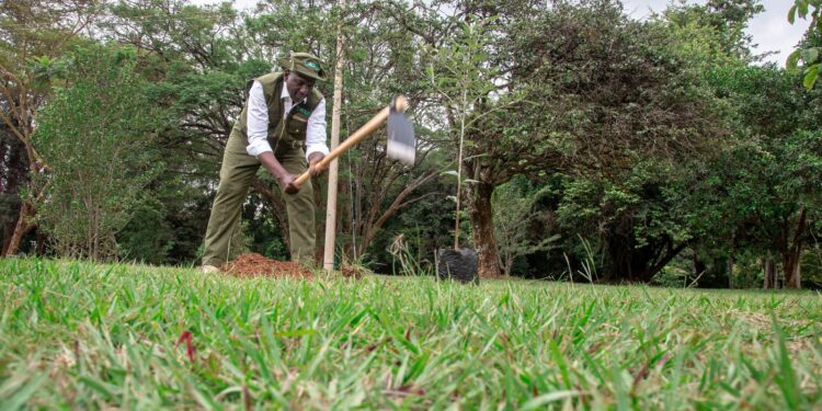 Restoring Kenya’s Green Heartbeat: The Need For Synergy Among Key Players In Reforestation Kenya'S President William Ruto Planting Trees. Photo/Pcs.