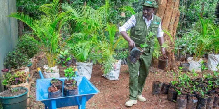 Restoring Kenya’s Green Heartbeat: The Need For Synergy Among Key Players In Reforestation Mass Tree Planting: How To Do It Right