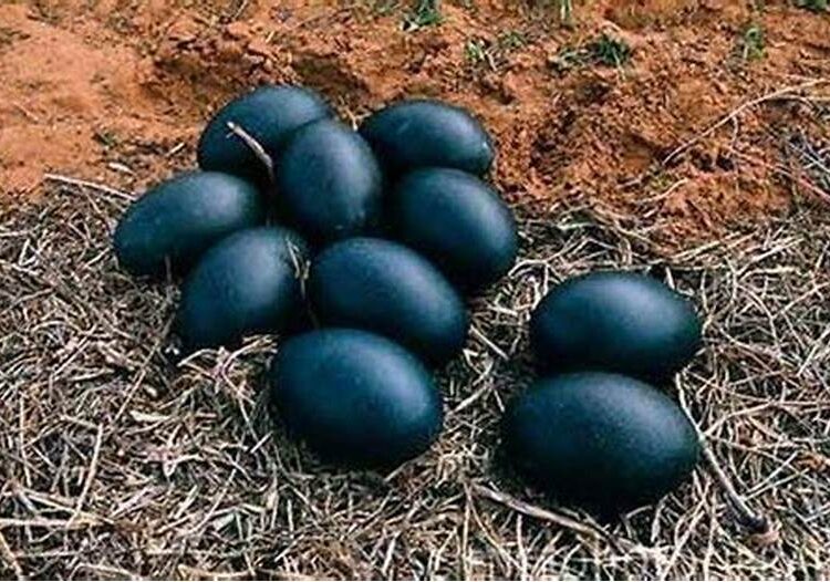 A Photo Of Ayam Cenami Eggs. 
