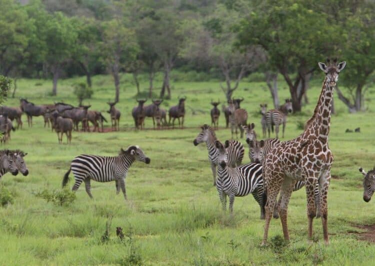 Wildlife Crimes -What A Wild Crime