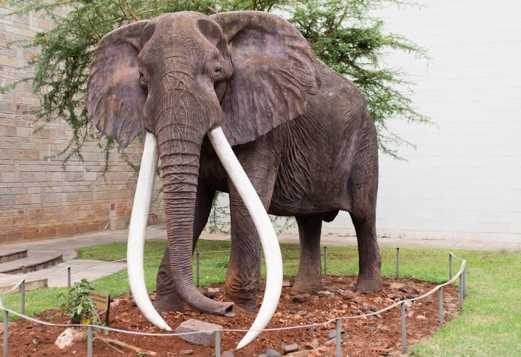 Google Celebrates Elephant Saved By Jomo Kenyatta Google Celebrates Ahmed, The Mighty Kenyan Elephant