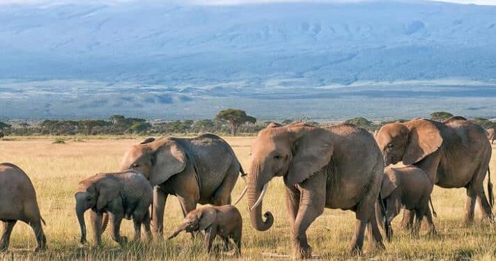 Wildlife Crimes -What A Wild Crime