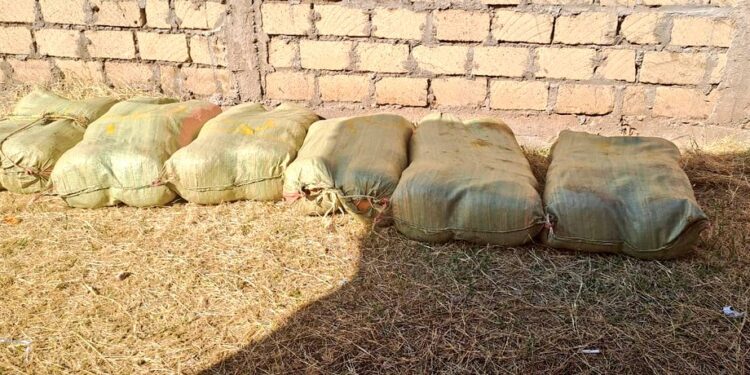Dci Arrests Politician Ferrying Bhang In Land Cruiser
