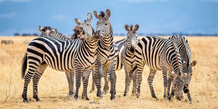 Details About Rare Zebra Seen In Kenya Leaving Netizens Awed