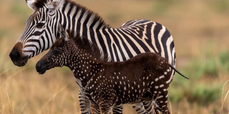 Details About Rare Zebra Seen In Kenya Leaving Netizens Awed