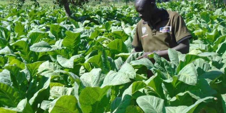 Kenyan Woman Recognized By Who For Fight Against Tobacco
