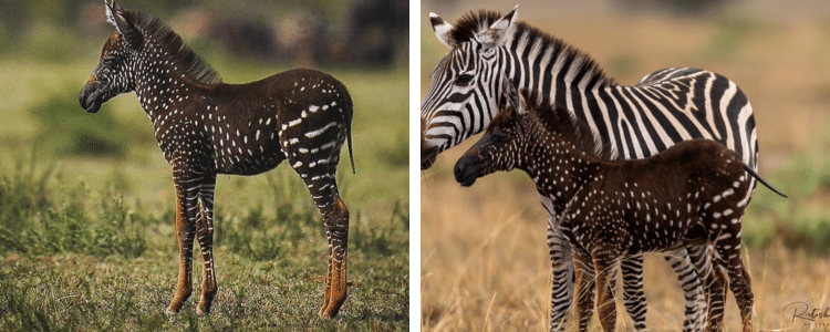 Details About Rare Zebra Seen In Kenya Leaving Netizens Awed