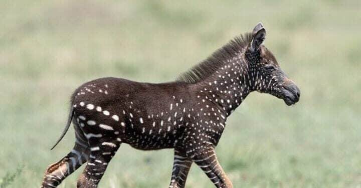 Details About Rare Zebra Seen In Kenya Leaving Netizens Awed