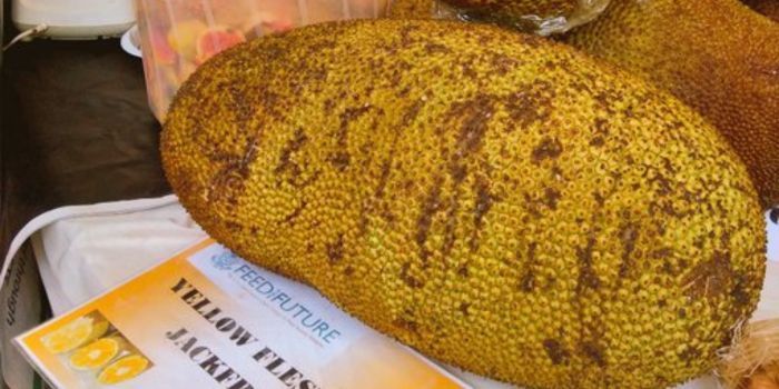 Rare Fruits Earning Kenyan Farmers Millions