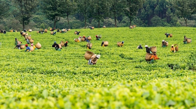 Limuru Tea Warns Shareholders, Blames Cost Of Doing Business
