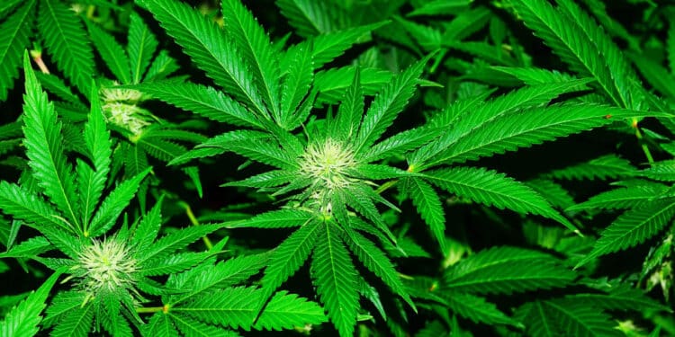 Opinion | The Case Of Marijuana In Kenya: Time To Regulate, Not Prohibit Marijuana Plant. Photo /Mediline Plus