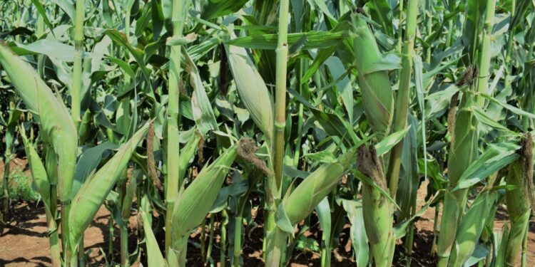 A Photo Taken In A Maize Plantation.