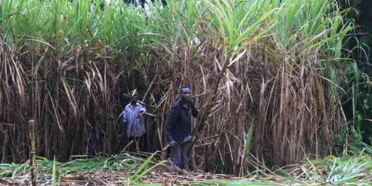 Workers Of 4 Sugar Millers To Get Paid After Audit 