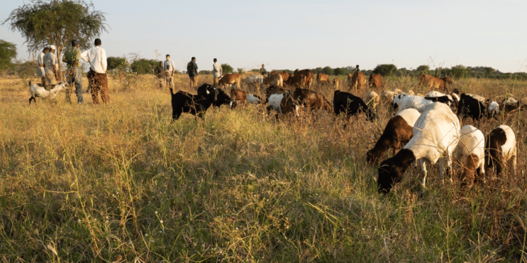 Laikipia + Rancher
