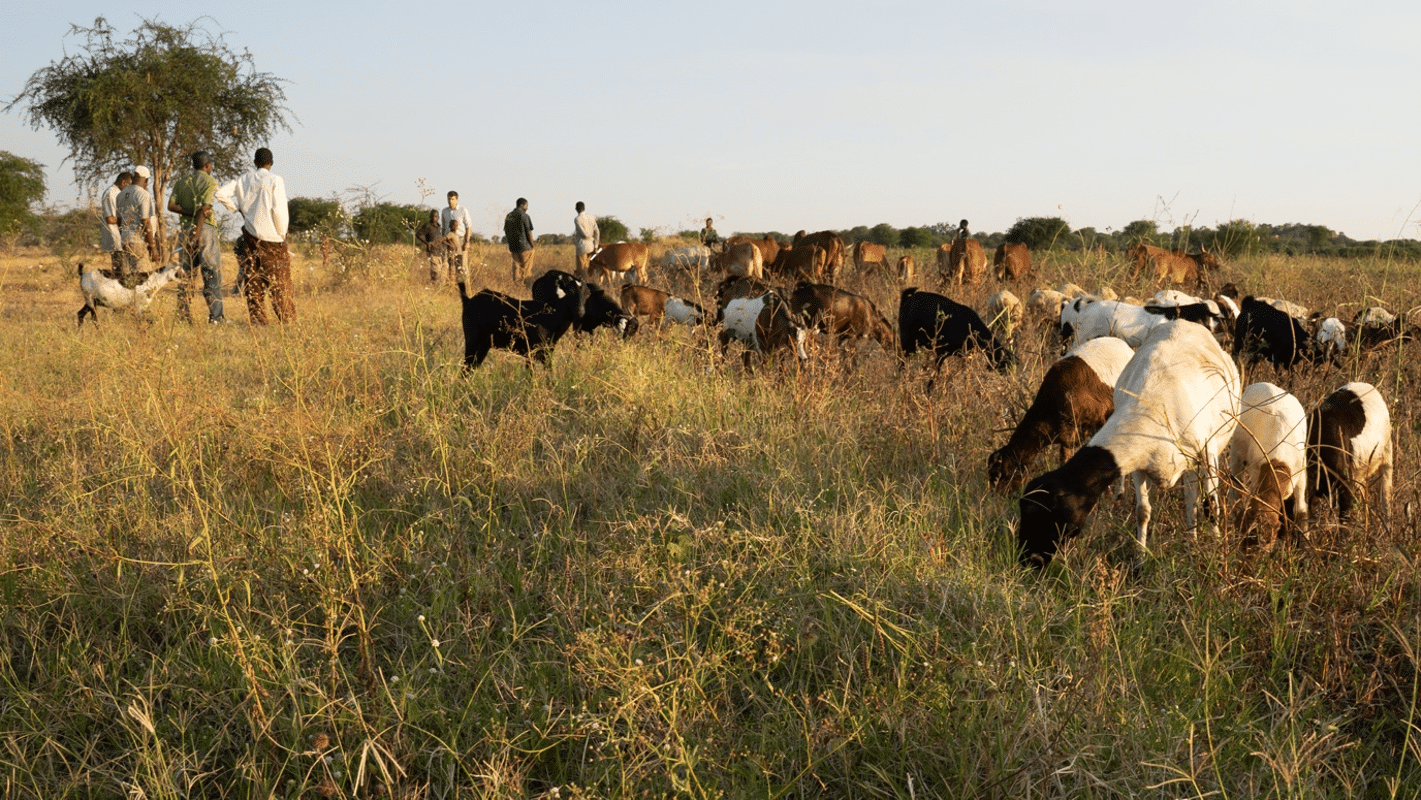 Kenya Losing Ksh 250 Million Every Week As Meat Exports Fall To Near Zero