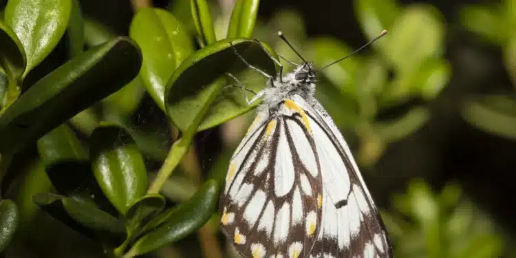 White Caper Butterflies