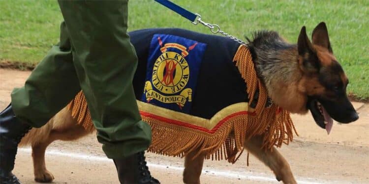 Details Of Belgian Malinois Police Dog That Went Missing In Meru Details Of Belgian Malinois Police Dog That Went Missing In Meru