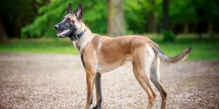 Details Of Belgian Malinois Police Dog That Went Missing In Meru Details Of Belgian Malinois Police Dog That Went Missing In Meru