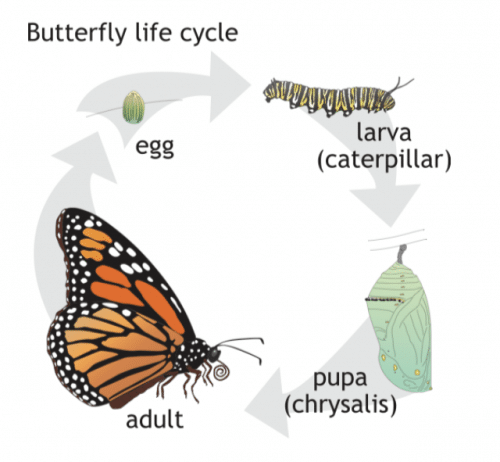 White Caper Butterflies