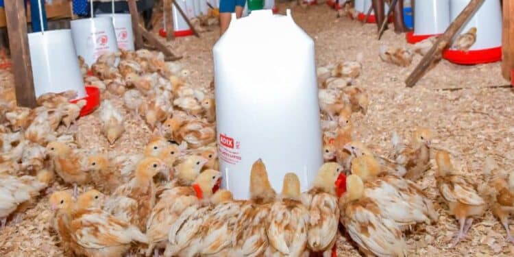 Kenchic Opportunities For Poultry Farmers; How To Apply