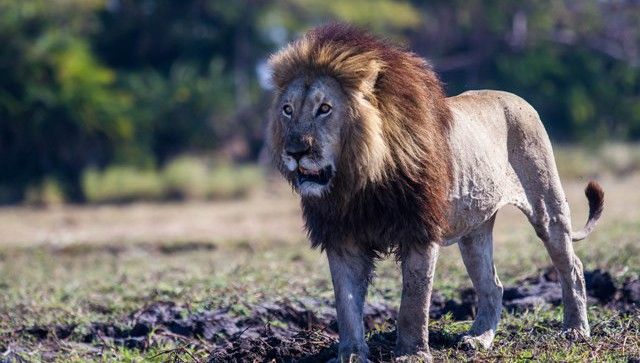 Lion