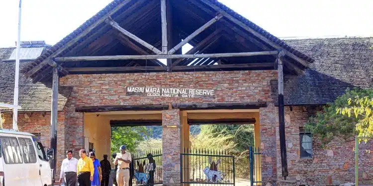 Kws Clarifies Reports On Killing Of Maasai Mara'S Famous Lion Kws Responds To Killing Of Olobor Lion Inside Maasai Mara National Reserve