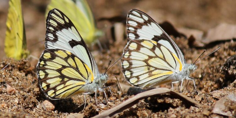 White Caper Butterflies
