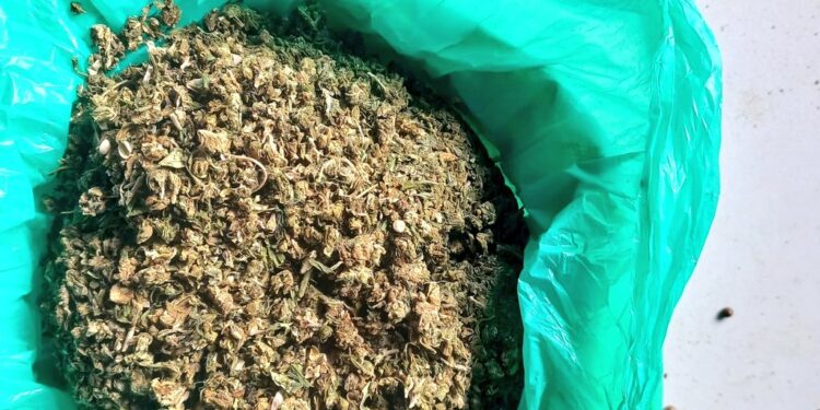 Plant Suspected To Be Drug Found By Police In A House Along Kangundo Road. Photo/Dci.