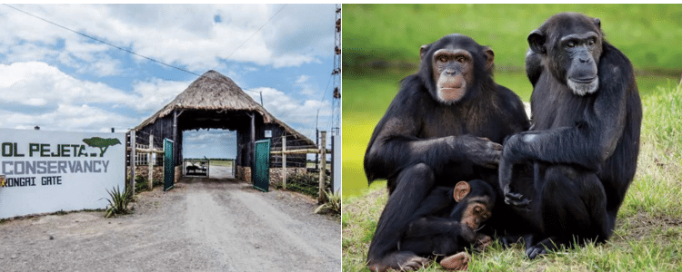 Kenya'S Only Chimpanzee Sanctuary To Re-Open After 3 Years
